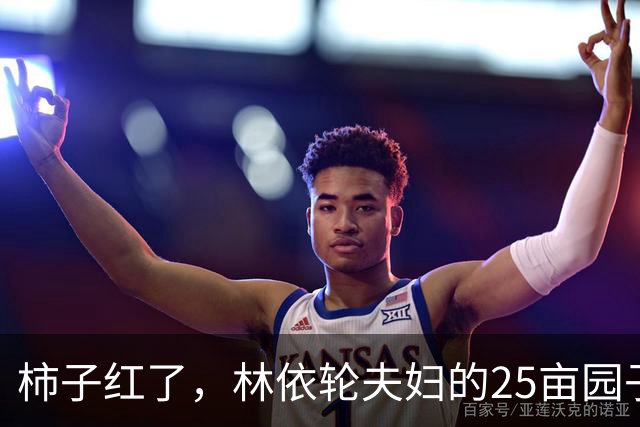 柿子红了，林依轮夫妇的25亩园子火了，这才是神仙日子！